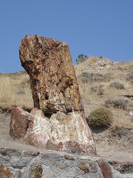 File:Versteend hout.jpg