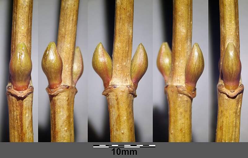 File:Viburnum opulus sl21.jpg