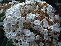 Viburnum tinus inflorescence closeup, in Sierra Madrona