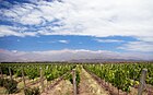 Weinberg vor den Anden in Mendoza