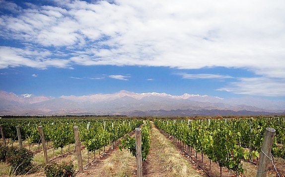 Vineyards in Uco Valley