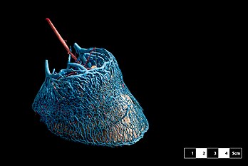 Casco de cavalo, após técnica de vinilite seguida de corrosão, que permite a visualização da arquitetura vascular do corpo. Este espécime está em exibição no Museu de Anatomia Veterinária da Universidade de São Paulo, Brasil. (definição 3 872 × 2 592)