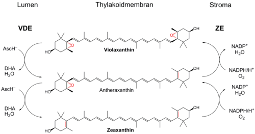 The xanthophyll cycle Violaxanthin cycle.png