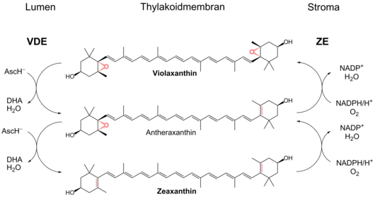 Xanthophyllzyklus: Mechanismus zur Photoprotektion