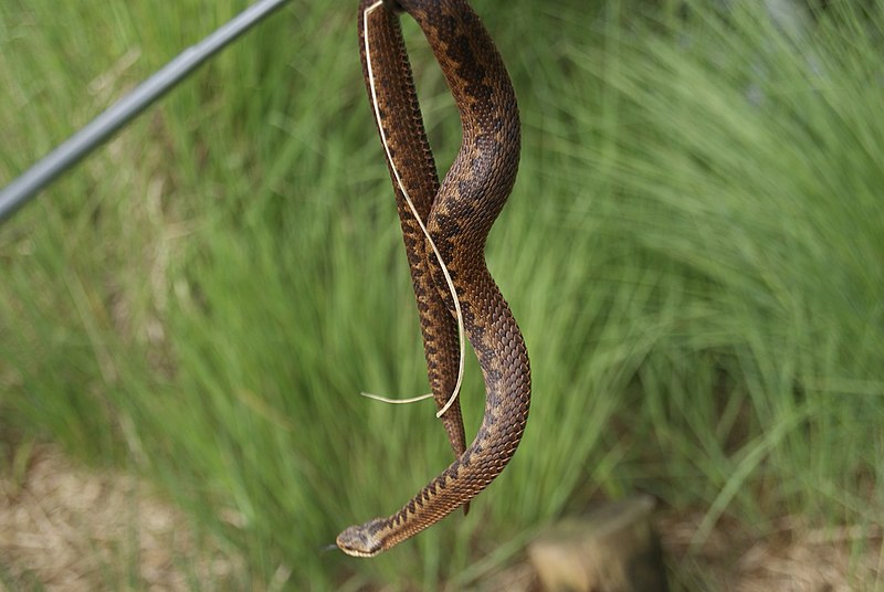 File:Vipera berus DS.jpg