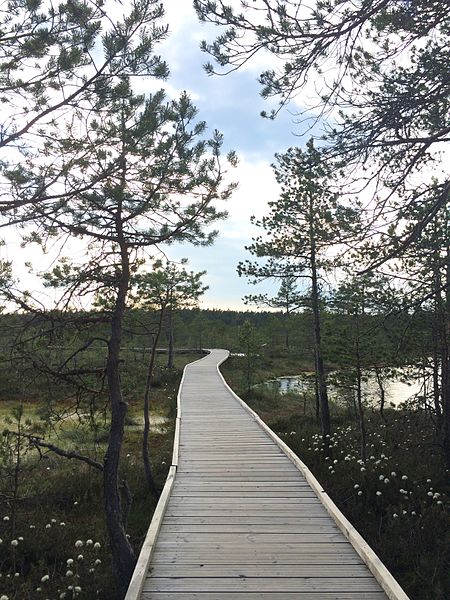 File:Viru bog, in Estonia.jpg