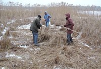 Volunteers rake reedgrass at the Vogelschutzreservat Flughafensee (Flughafensee Bird Protection Reserve), Berlin, Germany 52°33′54.2″N 13°16′56.5″E﻿ / ﻿52.565056°N 13.282361°E﻿ / 52.565056; 13.282361