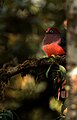 A "Ward's Trogon" in Bhutan, 2015