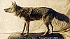 Washtenaw County's last wolf (1907).jpg