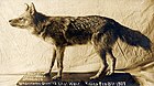 Der letzte Wolf von Washtenaw County (1907) .jpg