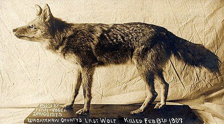 Tập tin:Washtenaw County's last wolf (1907).jpg