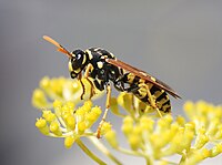 Polistes dominula (Vespidae) Paper wasp