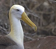 Galapagosalbatross, Phoebastria irrorata Foto: Gregory Smith