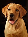 黄色系拉布拉多犬的毛发颜色，不像其他有色犬种，在表现上可以非常地不同，颜色从浅奶酪色到深狐狸红不拘一格。
