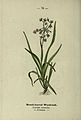 Wayside and woodland blossoms (Pl. 70) (8747774974).jpg