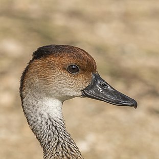 Marreca-laguaça (Dendrocygna arborea), uma espécie de ave anseriforme da família Anatidae, natural de várias ilhas caribenhas. (definição 3 521 × 2 857)