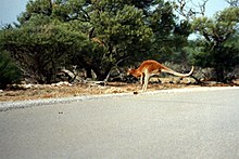 A red kangaroo crossing a highway Western australia kan.jpg