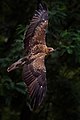 Whistling Kite in flight