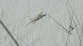 WhiteSandsBleachedEarlessLizard.jpg görüntüsünün açıklaması.