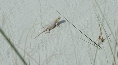 Bleached earless lizard (Holbrookia maculata ruthveni)