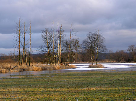 Wiesen bei Gatow