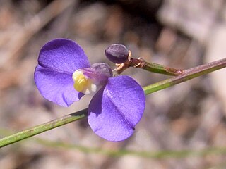 <i>Comesperma sphaerocarpum</i> Species of flowering plant