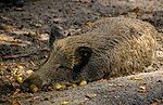 Miniatura para Sus scrofa