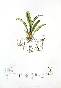 Masdevallia carderi Dracula inaequalis