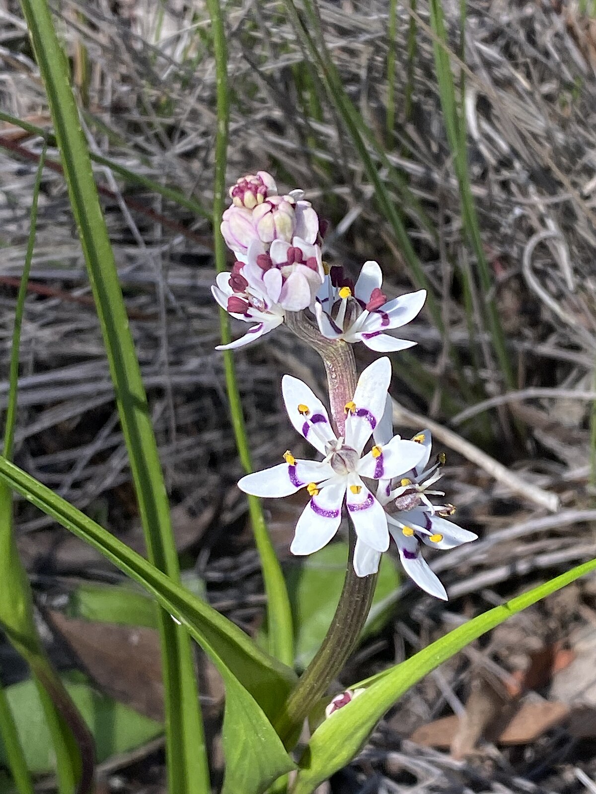 Cavendishia grandifolia