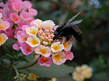 Xylocopa californica.jpg