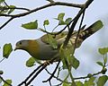 Yellow-footed Green-Pigeon (Treron phoenicopterus) female-8.jpg