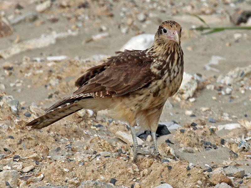 File:Yellow-headed Caracara RWD3.jpg