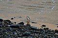 Yellow eyed penguin - panoramio.jpg