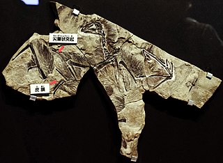 <i>Yi</i> (dinosaur) genus of reptiles (fossil)