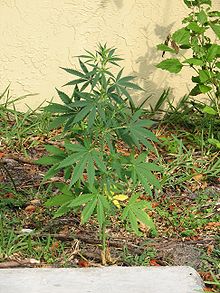 A young male cannabis plant during early flowering stage Young cannabis.jpg