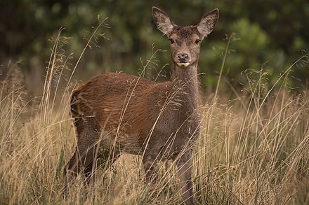A young red deer in the wild in Scotland.