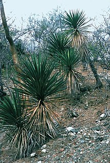 <i>Yucca capensis</i> Species of flowering plant