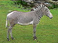 Zebra Grévy