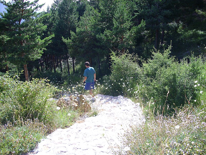 File:ZonadePinar 2010-7-17 JardinBotanicoHoyadePedraza.jpg