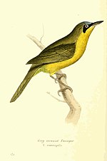 Thumbnail for Grey-crowned palm-tanager