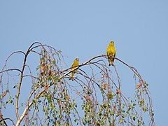 Zwei Grünfinken-Männchen