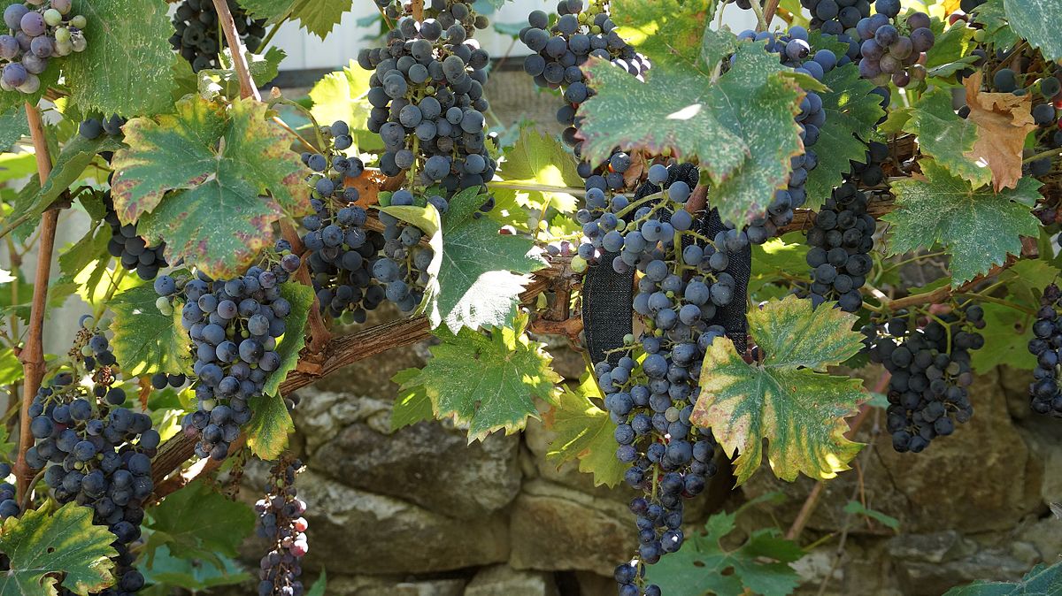 Цимлянский сорт винограда