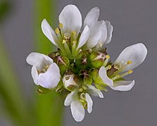 Cardamine flexuosa (wavy bittercress) inflorescence