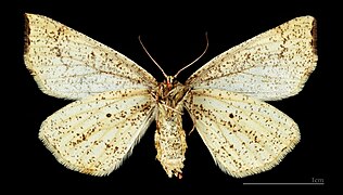 Hypoxystis pluviaria – mounted specimen Female ventral