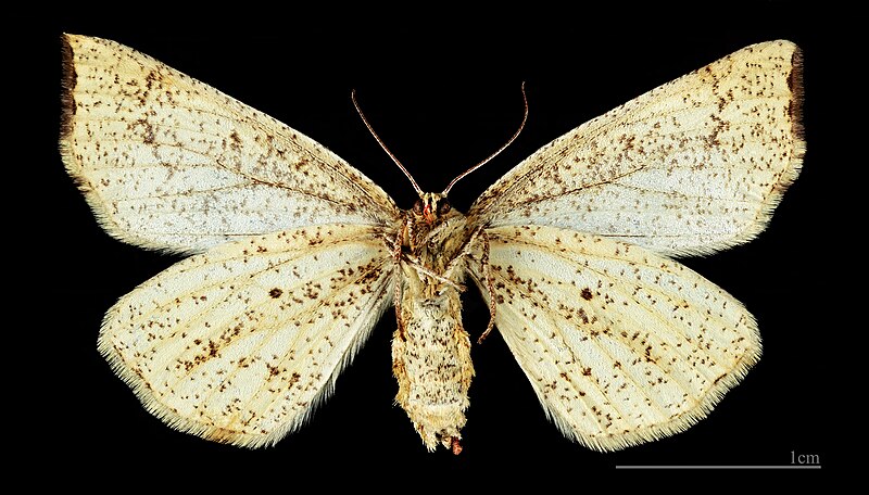 File:(MHNT) Radawa Polska - Hypoxystis pluviaria - Female ventral.jpg