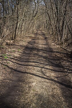 Alley in the forest, Tambov Region, Russia