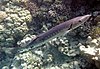 Большая барракуда (great barracuda). Sphyraena barracuda DSCF1489ВЕ.jpg