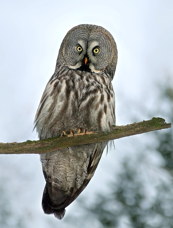 File:Бородатая неясыть (Strix nebulosa, m), Ботанический сад.jpg