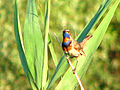 Een mannelijke blauwborst (Luscinia svecica).