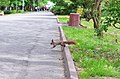 Вивірка звичайна (Sciurus vulgaris) у парку Чекмана 02.jpg